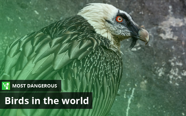 Top Most Dangerous Birds In The World Ultimate Topics