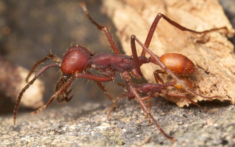 Army Ant