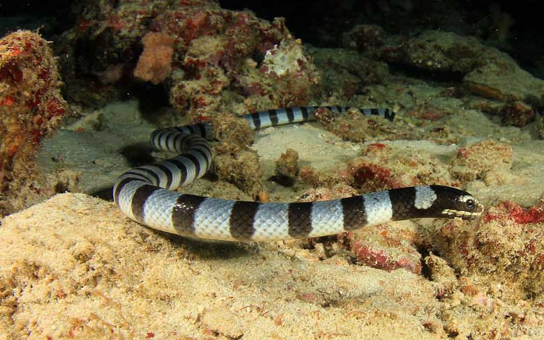 Belcher’s Sea Snake