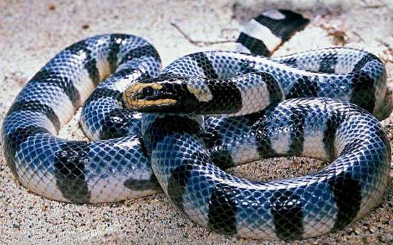 Blue Krait