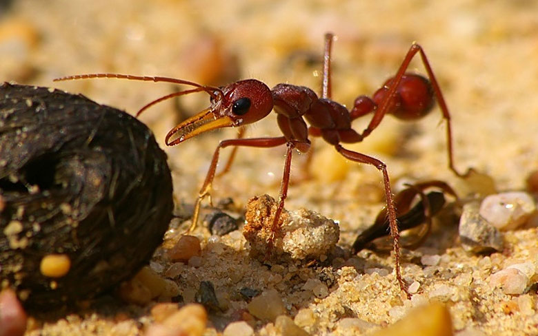 Bulldog Ant