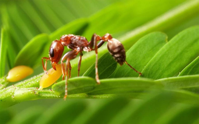 Bullhorn Acacia Ant