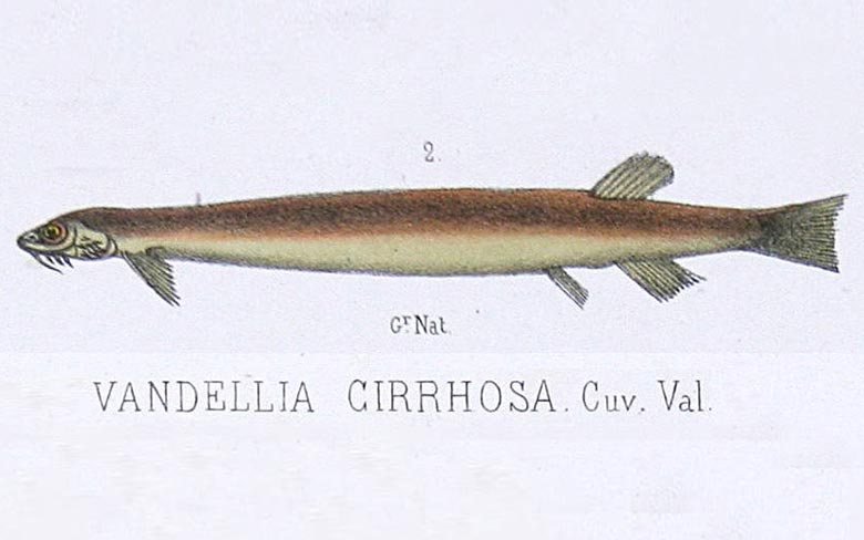 Candiru