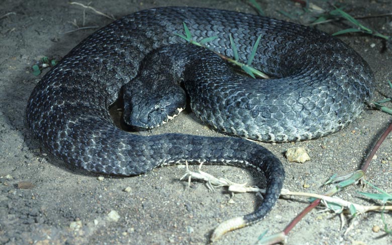 Death Adder