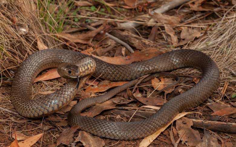 Eastern Brown Snake