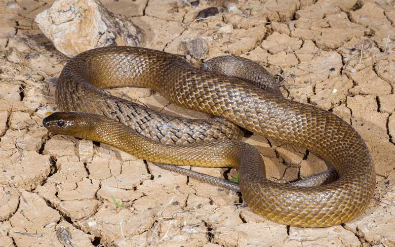 Fierce Snake or Inland Taipan