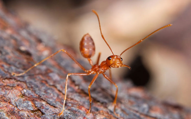 Fire Ant