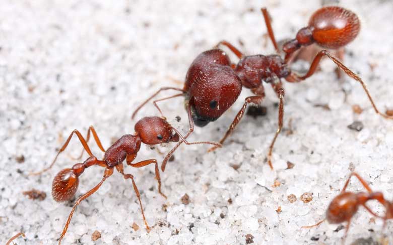 Florida Harvester Ant
