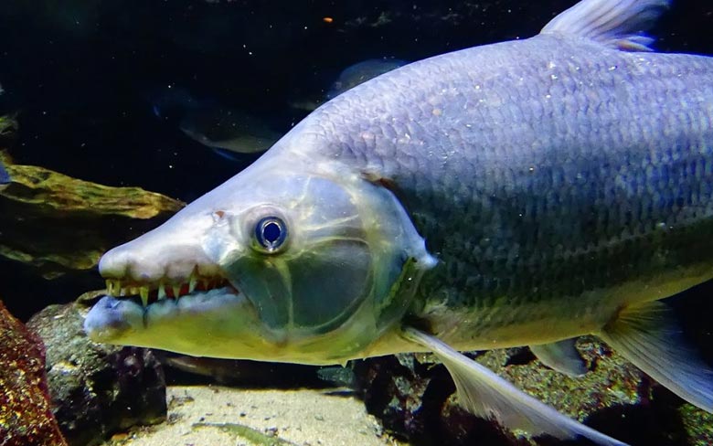 Goliath Tigerfish