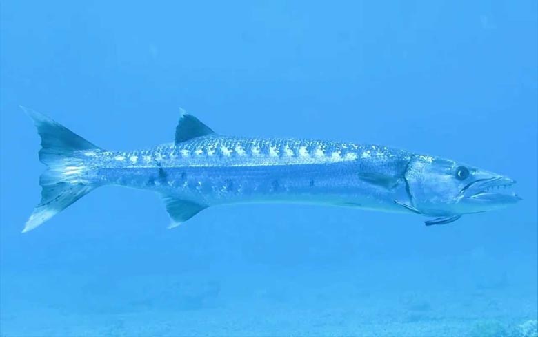 Great Barracuda