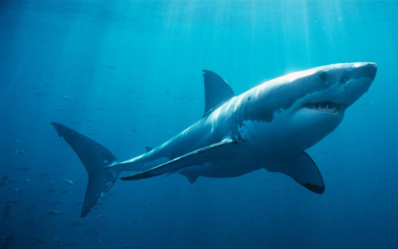 Great White Shark