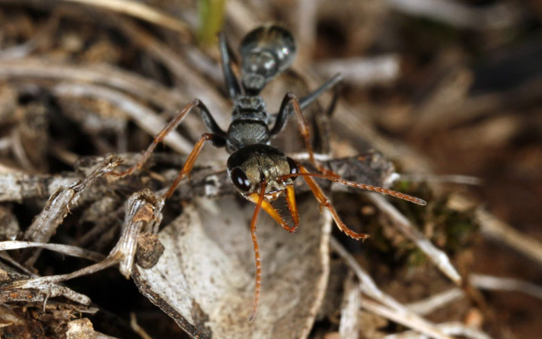 Jack Jumper Ant