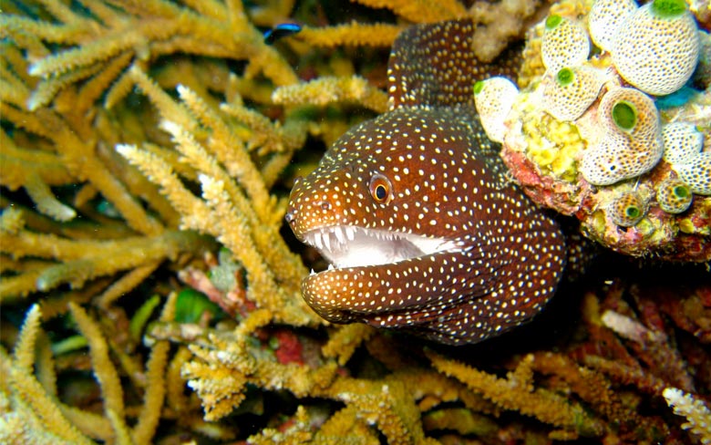 Moray Eel