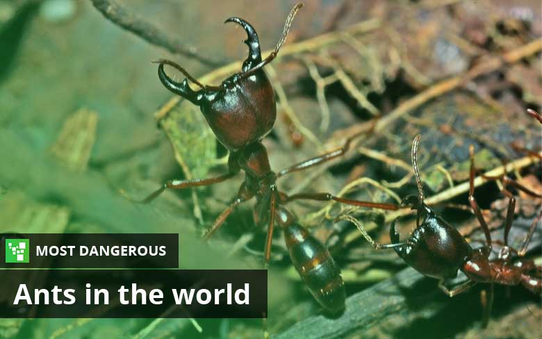 Top 10 Most Dangerous Ants In The World Ultimate Topics