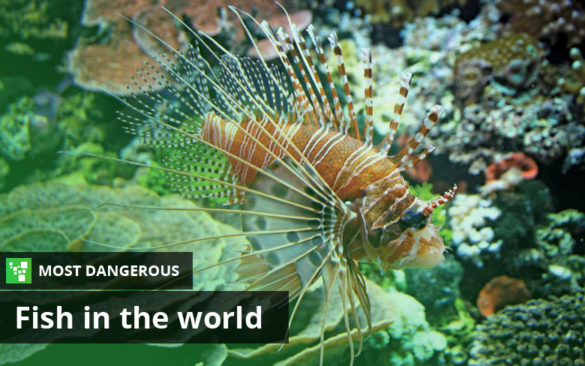 Most Dangerous Fish in the World