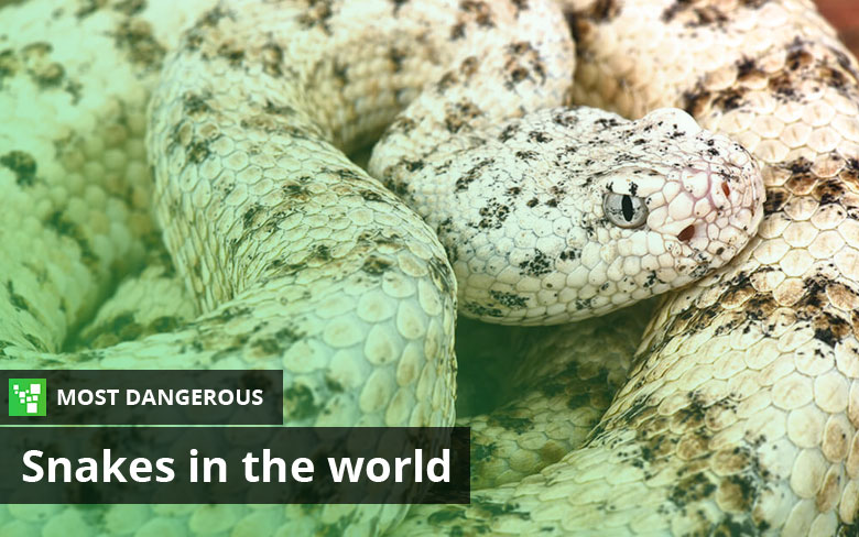 Most Dangerous Snakes in the World