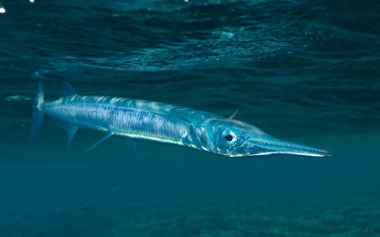 Needlefish