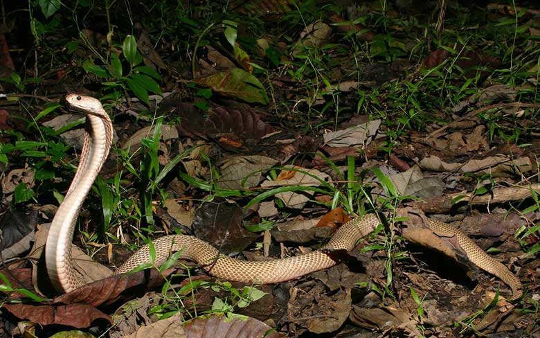 Philippine Cobra