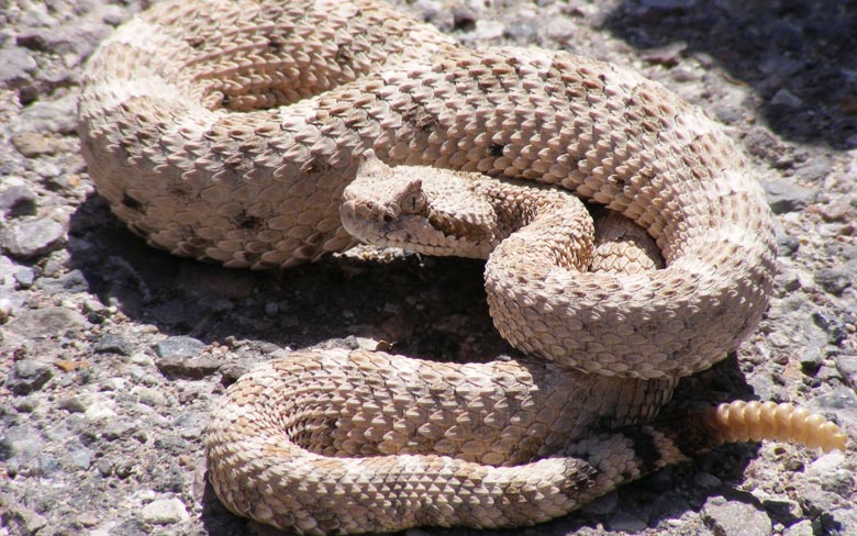 Rattlesnake