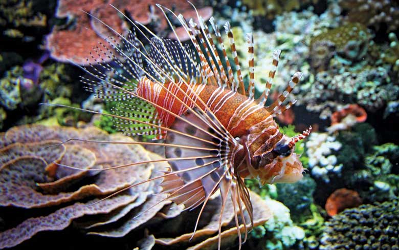 Red Lionfish