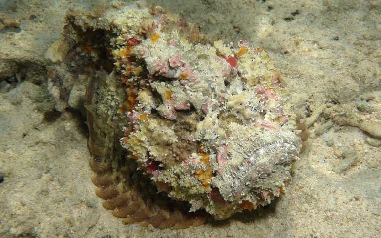 Stonefish