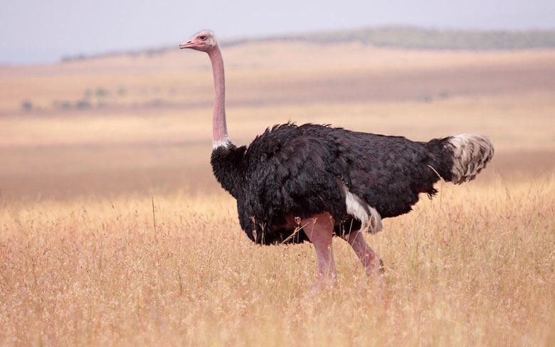 African Ostrich