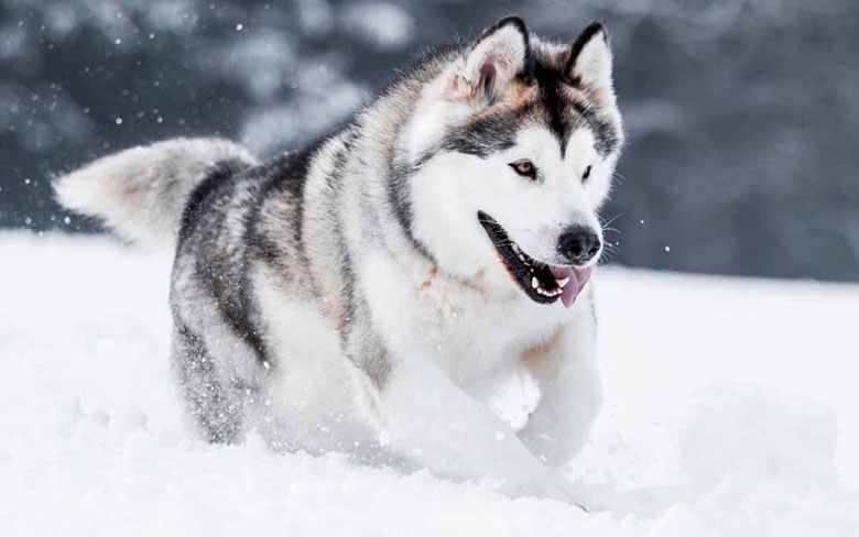 Alaskan Malamute