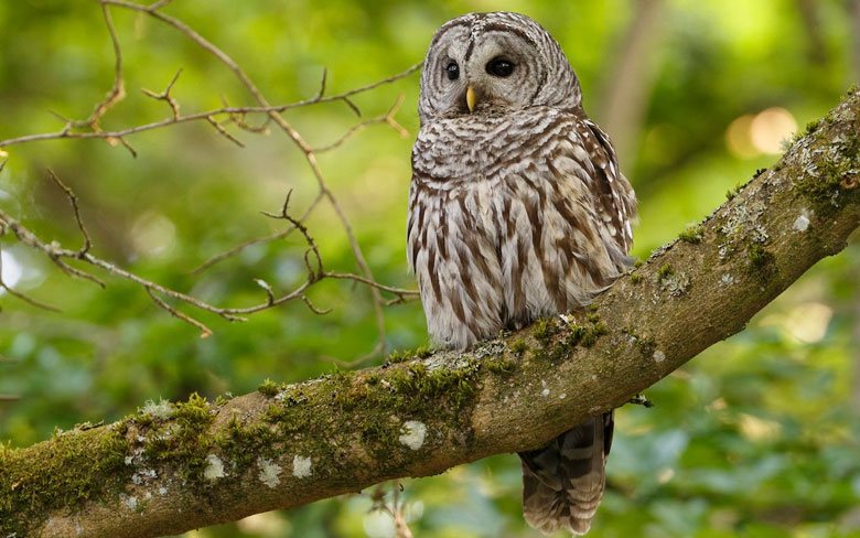 Barred Owl