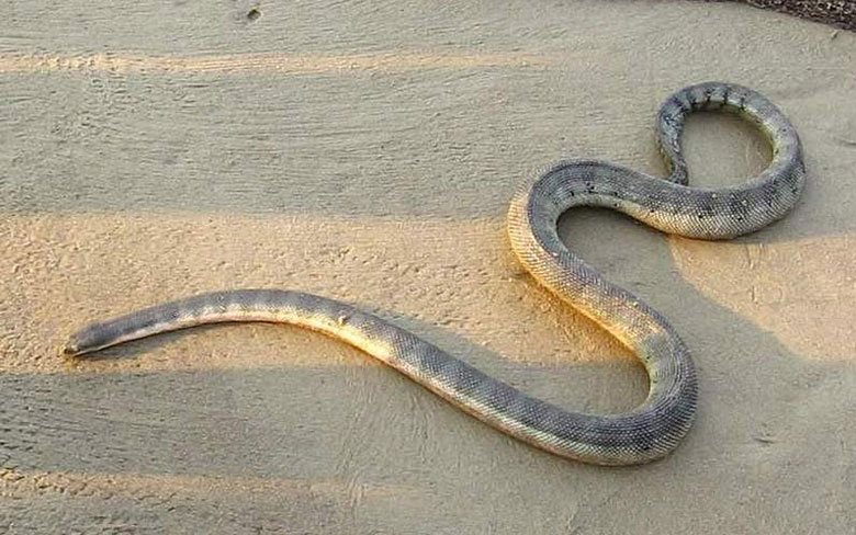 Beaked Sea Snake