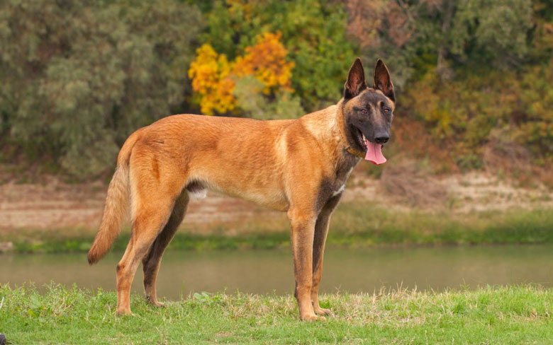 Belgian Malinois