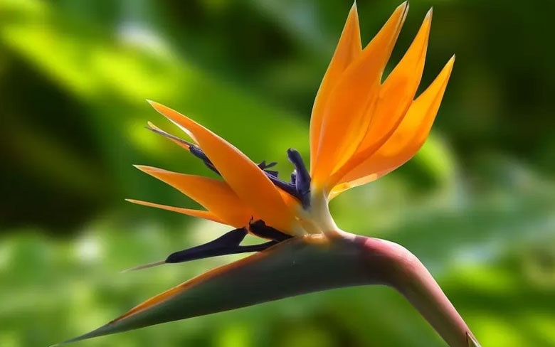 Bird of Paradise