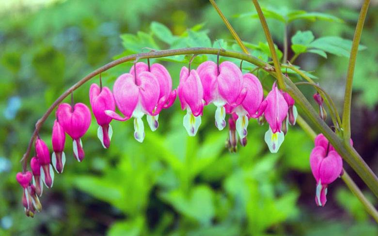 Bleeding Heart