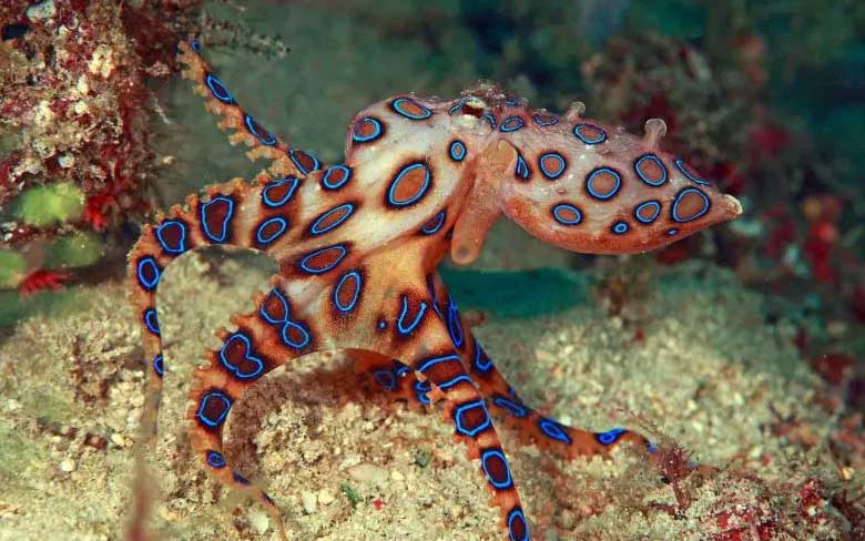 Blue-Ringed Octopus