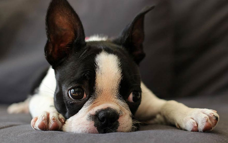 Boston Terrier