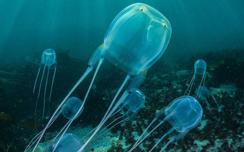 Sea Wasp Box Jellyfish