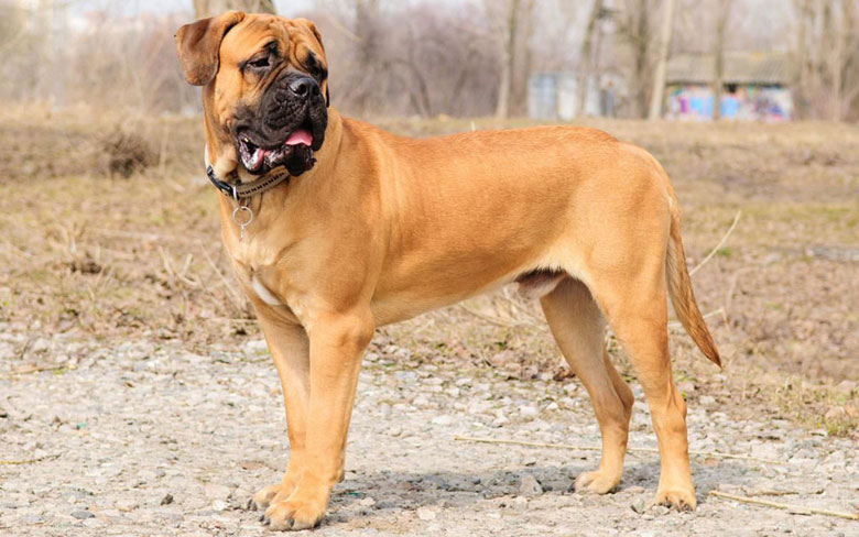 Bullmastiff