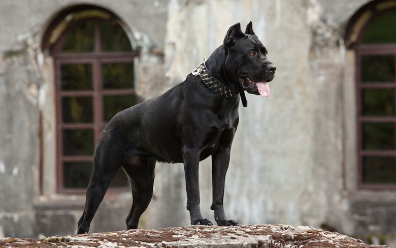 Cane Corso