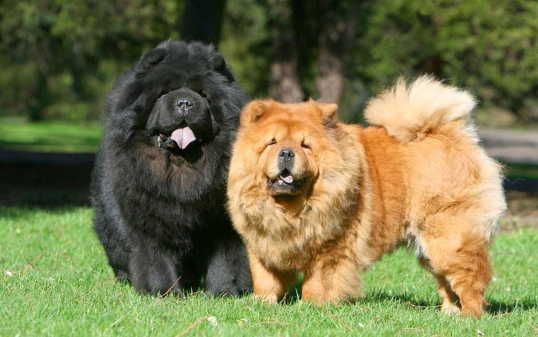 Chow Chow