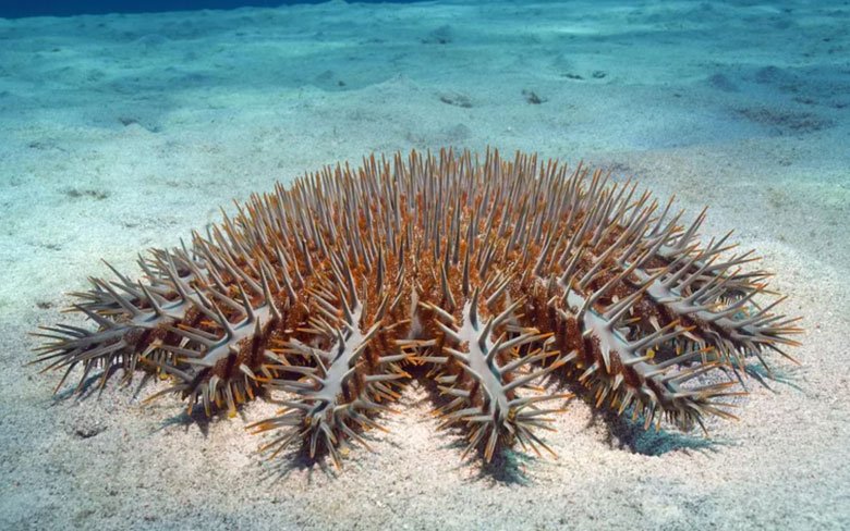 Crown-of-thorns Starfish