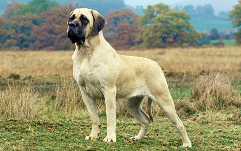 English Mastiff