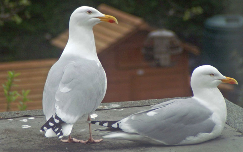 European Herring Gull