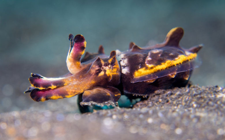 Flamboyant Cuttlefish