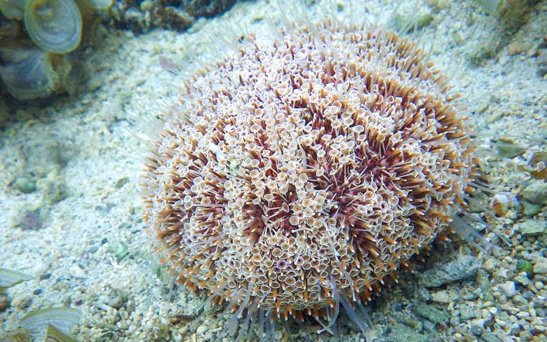 Flower Urchin