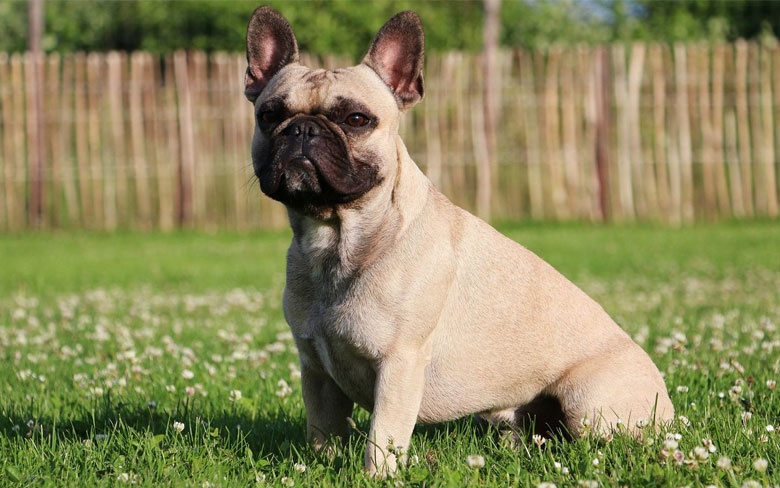 French Bulldog