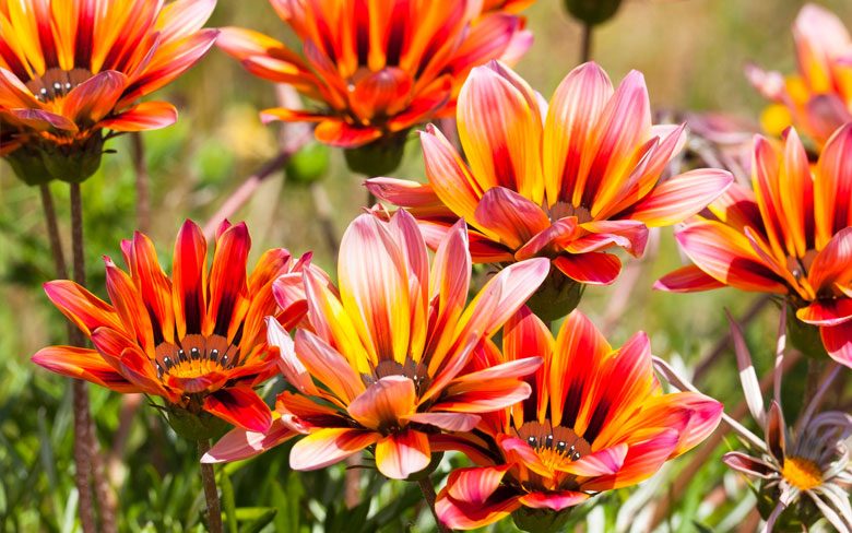 Gazania