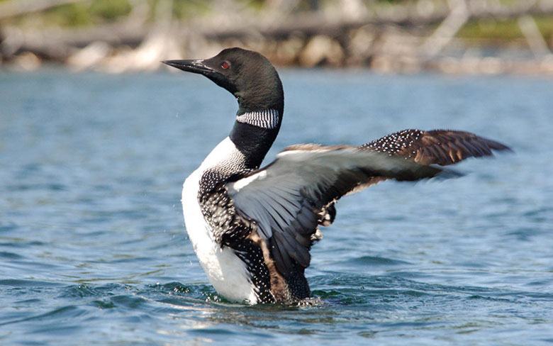 Great Northern Loon