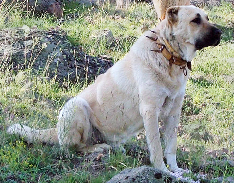 Kangal