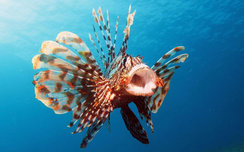 Lionfish