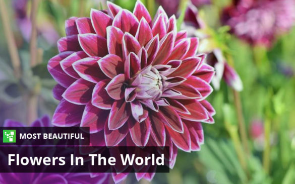 Top 10 Most Beautiful Flowers In The World