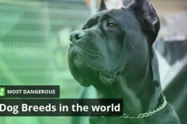 25 Most Dangerous Dog Breeds in the World - Ultimate Topics
